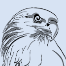eagle11