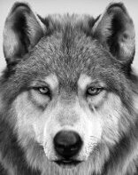 Lobo10