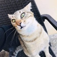Ailouros7
