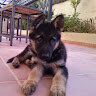 Parosoo5