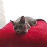 achemson2003