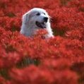 Birchseed