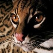 oneiricocelot