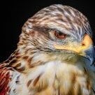 Jim_Falcon