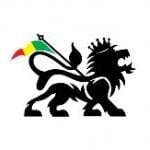 lion7