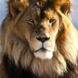Lionsongs