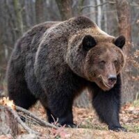 BillytheGRizzly