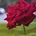 annams96