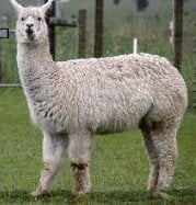 Lamelama1