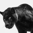CatpeopleG