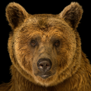 brownbear