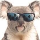koala78