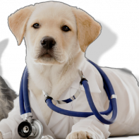 VetDoc