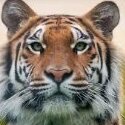 Alex-tiger
