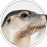 SeaLion