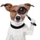 search_dog