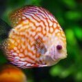 pisces_rulz