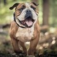 Pawlo