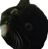 SauROnmikE