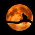 andreas_a