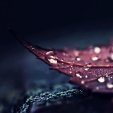 Cherry1992