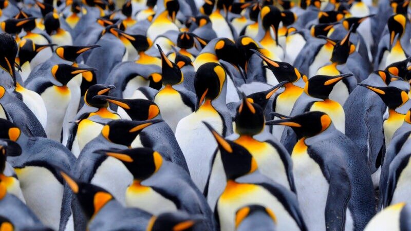 Μετάβαση στο Linux για το ομοσπονδιακό κρατίδιο του Σλέσβιχ-Χόλσταϊν