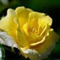 Don_Christo