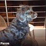 Panagiotis5593