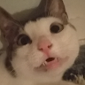 NoodleWhere