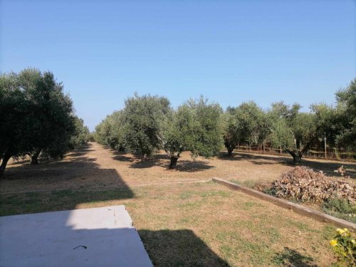 Περισσότερες πληροφορίες για "Σπιτι+10 στρεμματα χωραφι ελαιων,Ολυνθος Χαλκιδικης/10-acre plot 150 olive trees,Olynthos Chalkidiki"