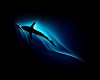 steve_usher