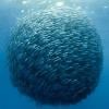 fishfemale
