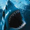 c_shark