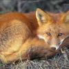 Fox Eyes