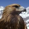 eaglej