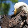 eagle_eyes
