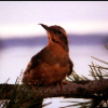 mrbungel