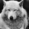 jrwolf