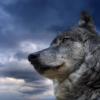 Mr.Wolf