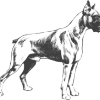 konp