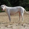grooverider