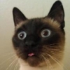 loobi