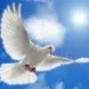 Gloster