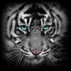Tiger.7