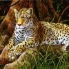 Jungle Lord