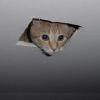 randomcat