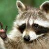 Coon