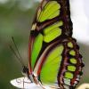 smetterling