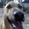 nienor