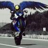 tolizgixxer